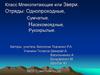 Класс Млекопитающие или Звери. Отряды: Однопроходные, Сумчатые, Насекомоядные, Рукокрылые