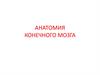 Анатомия конечного мозга