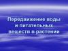 Передвижение воды и питательных веществ в растении