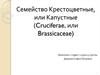 Семейство Крестоцветные, или Капустные (Cruciferae, или Brassicaceae)