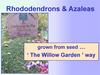 Rhododendrons & Azaleas grown from seed … ‘ The Willow Garden ’ way