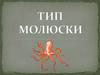 Тип моллюски