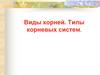 Виды корней. Типы корневых систем растений