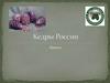 Кедры России. Проект