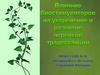 Влияния биостимуляторов на укоренение и развитие черенков традесканции