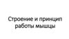 Строение и принцип работы мышцы. Тема 5