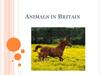 Animals in Britain. Popular Pets