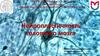 Нейропластичность головного мозга