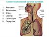 Семиотика болезней системы дыхания