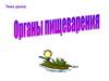 Органы пищеварения