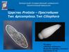 Царство protista - простейшие. Тип apicomplexa. Тип ciliophora
