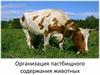 Организация пастбищного содержания животных