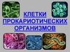 Клетки прокариотических организмов