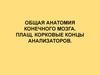 Общая анатомия конечного мозга. Плащ, корковые концы анализаторов. Конечный мозг