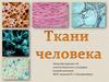 Ткани человека