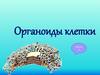 Органоиды клетки. Повторение