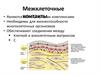 Межклеточные контакты
