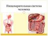 Пищеварительная система человека
