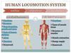 Human locomotion system