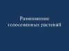 Размножение голосеменных растений