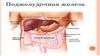 Заболевания поджелудочной железы