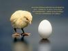 Куряче яйце — джерело життя і здоров’я