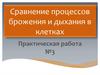 Сравнение процессов брожения и дыхания в клетках
