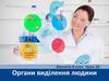 Органи виділення людини