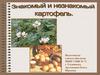 Знакомый и незнакомый картофель