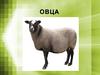 Овца - домашнее животное