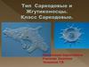 Тип Саркодовые и Жгутиконосцы. Класс Саркодовые