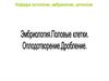 Эмбриология. Половые клетки. Оплодотворение. Дробление