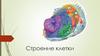 Строение клетки