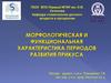 Морфологическая и функциональная характеристика периодов развития прикуса