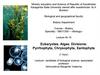 Eukaryotes. Algae. Divisions: Pyrrhophyta, Chrysophyta, Xantophyta