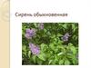 Сирень обыкновенная