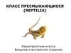 Класс пресмыкающиеся (reptilia). Характеристика класса. Внешнее и внутреннее строение