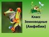 Класс земноводные (амфибии)