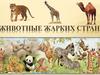 Животные жарких стран