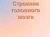 Строение головного мозга