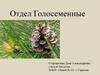 Отдел Голосеменные