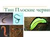 Тип Плоские черви