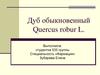 Дуб обыкновенный. Quercus robur L