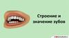 Строение и значение зубов