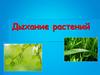 Дыхание растений. Взаимосвязь процессов дыхания и фотосинтеза