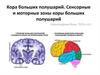 Кора больших полушарий. Сенсорные и моторные зоны коры больших полушарий