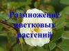 Размножение цветковых растений