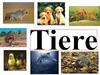 Tiere