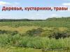 Деревья, кустарники, травы
