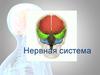 Нервная система